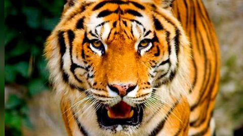 Royal Bengal Tiger Wildlife