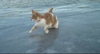 Paranoid kat bliver meget forvirret over is