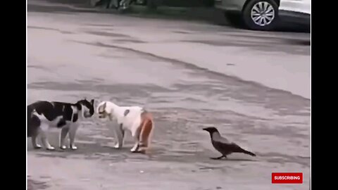 Crow on Funny Cats😻 very funny video