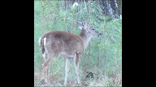 Deer in pines