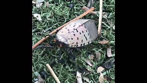 This insect has amazing color under her wings