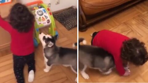 Cutest Baby Husky Puppy playing with baby 😍