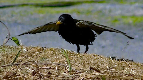 IECV NV #572 - 👀 European Starling Drying Off On The Dirt Hill 5-12-2018