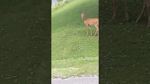 wally walks and the buck and doe #haliburton #dog #deer