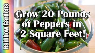 How to Grow 20 Pounds of Peppers in 2 Square Feet!