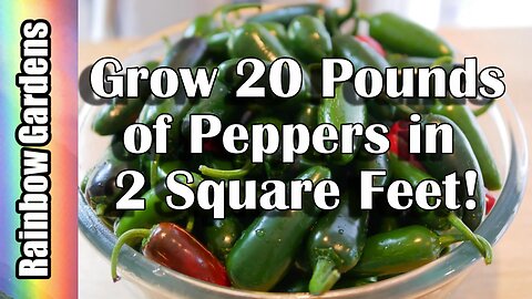 How to Grow 20 Pounds of Peppers in 2 Square Feet!