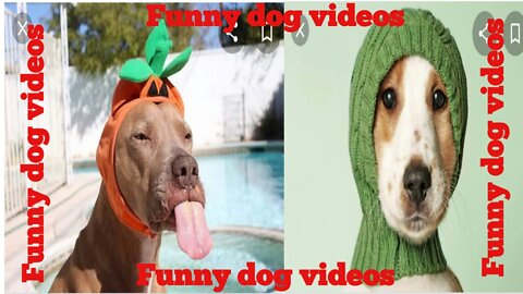 Funny dog video.Funny baby dog video.Cute and lovely dog video.puppy video.