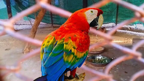 The most beautiful parrot 🦜