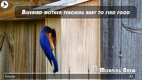 Bluebird mother teaching baby to find food