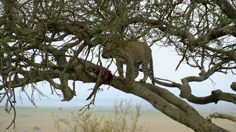 The leopard dragged the food up the tree and ate it for fear that the dogs would come and grab it10
