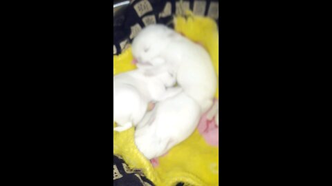 Cute Baby Rabbit 🐇😍