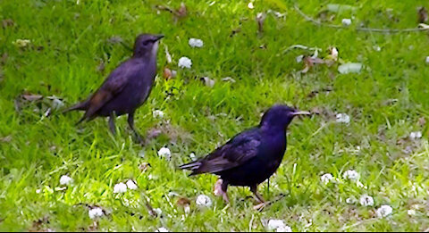 IECV NV #403 - 👀 Grey Squirrel And Starlings In The Backyard 🐤🐤🐤🐤🐤🐤🐤🐤 6-25-2017