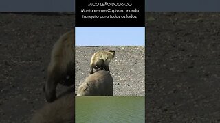 Mico leão Dourado pega carona em Capivara