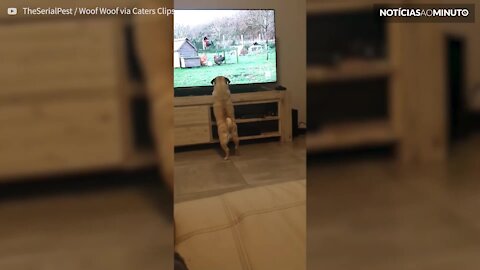 Cão fica obcecado com galinhas na televisão