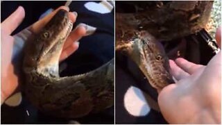Meet the world's most cuddly snake