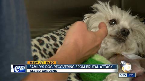 Small dog mauled at park in Allied Gardens