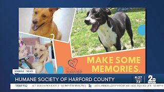 Chance and Sandy the dogs are up for adoption at the Humane Society of Harford County