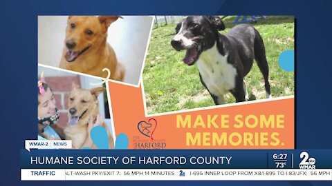 Chance and Sandy the dogs are up for adoption at the Humane Society of Harford County