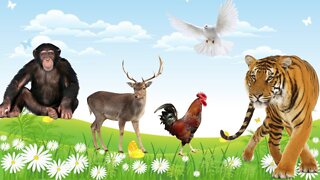 Learn Life of Animals :Learn Domestic Animals Sounds and Names, Birds, Pig, Horse - Animal Sounds