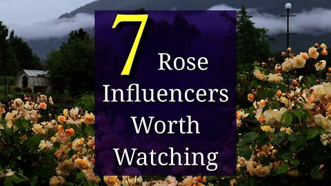 7 Rose Influencers Worth Watching