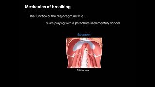 Anatomy of breathing