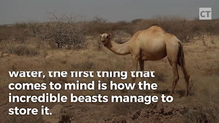 Camera Captures Viral Video of Camels Literally Swimming Across Sea