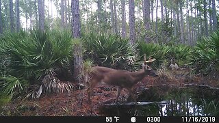 Big Florida Swamp Buck