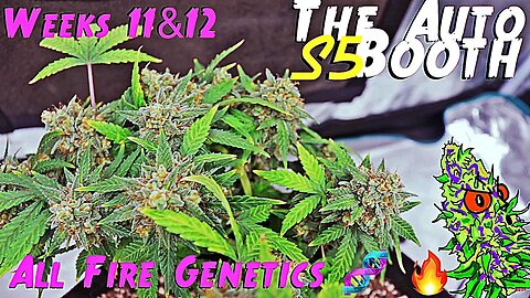 The Auto Booth S5 Ep. 7 | Weeks 11 & 12 | All Fire Genetics | Flower 6 & 7