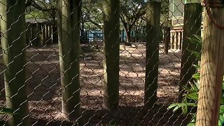 How ZooTampa ensures accidents like children falling into a rhino enclosure don't happen