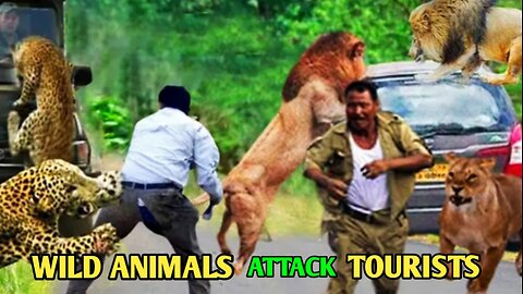 Terrible Moments ! _ Wild Animals Attack Tourists|