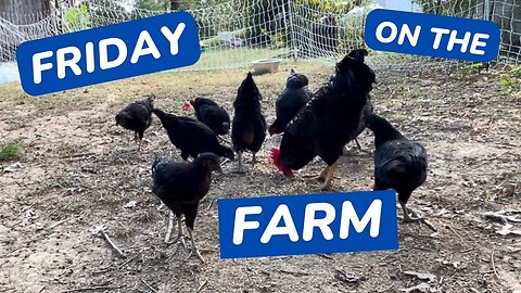 A Very Rainy Day on the Farm Update - Friday on the Farm!