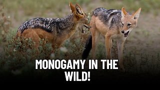 Black-Backed Jackals: The Unsung Heroes of Monogamy in the Animal Kingdom!
