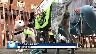 Local brewery holds Doggy Derby fundraiser