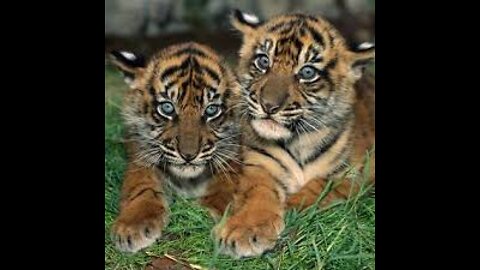 Watch the beautiful baby tiger twins