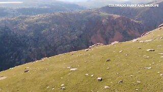 CPW gets drone view of Pikes Peak bighorn sheep