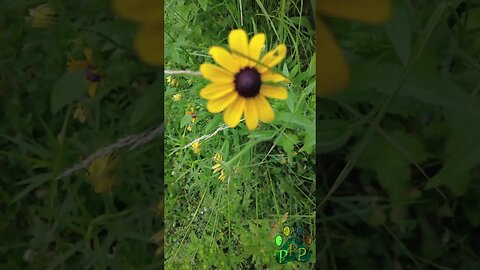 Black-eyed Susans in bloom.