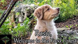 New Puppy to the Permaculture Food Forest! Red merle Australian shepherd