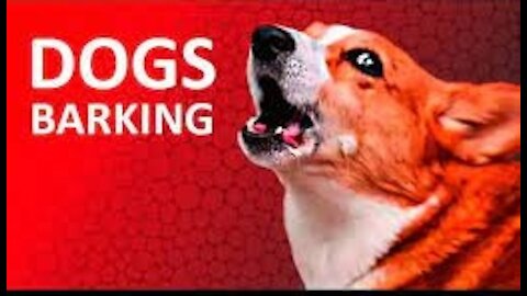 Top 10 Dog barking funny video compilation- 2022