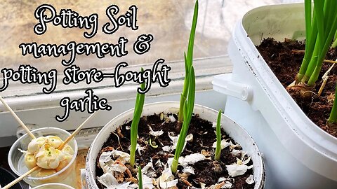 Potting Soil management & potting store-bought garlic.