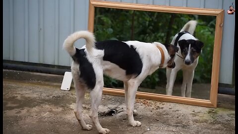 Are You Serious?... Dog Prank on Mirror