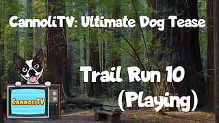 CannoliTV Video Library: Relaxing and Calming Dogs Trail Run - 10 #virtualdogwalk #pupper #dogvideos