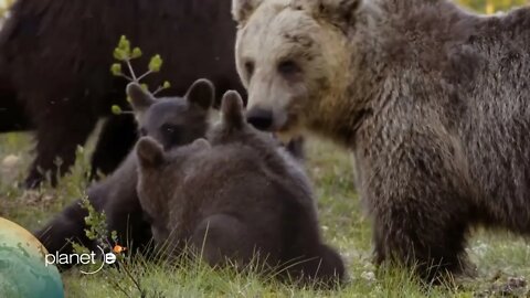 Mother bear is taking many cubs to eat food