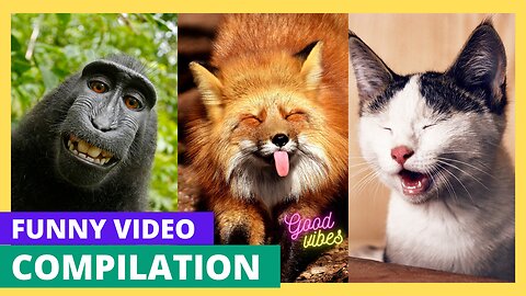 "Hilarious Animal Antics: Laugh Out Loud with these Funny Pets!"