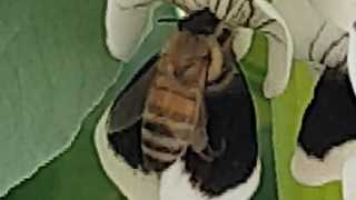 Honey bee eating nectar from a flower (pollination)