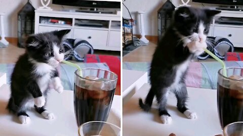 Cute Cat Kitten Drink Juice |