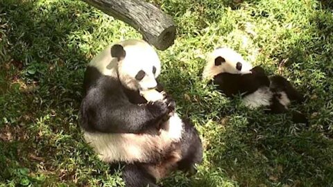 Giant Panda and cub enjoy eating together