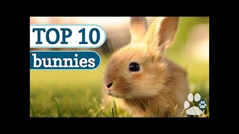 Funny and Cute Baby Bunny Rabbit Videos - Baby Animal Video Compilation 2022