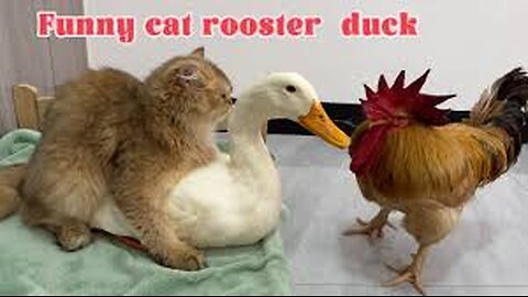 So funny cute😂!The rooster and the duck were clamoring to sleep with the cat.The cat abandoned them
