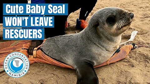 Cute Baby Seal Won't leave His Rescuers! (Really Sad)