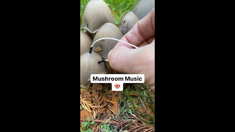 Mushrooms playing sound?